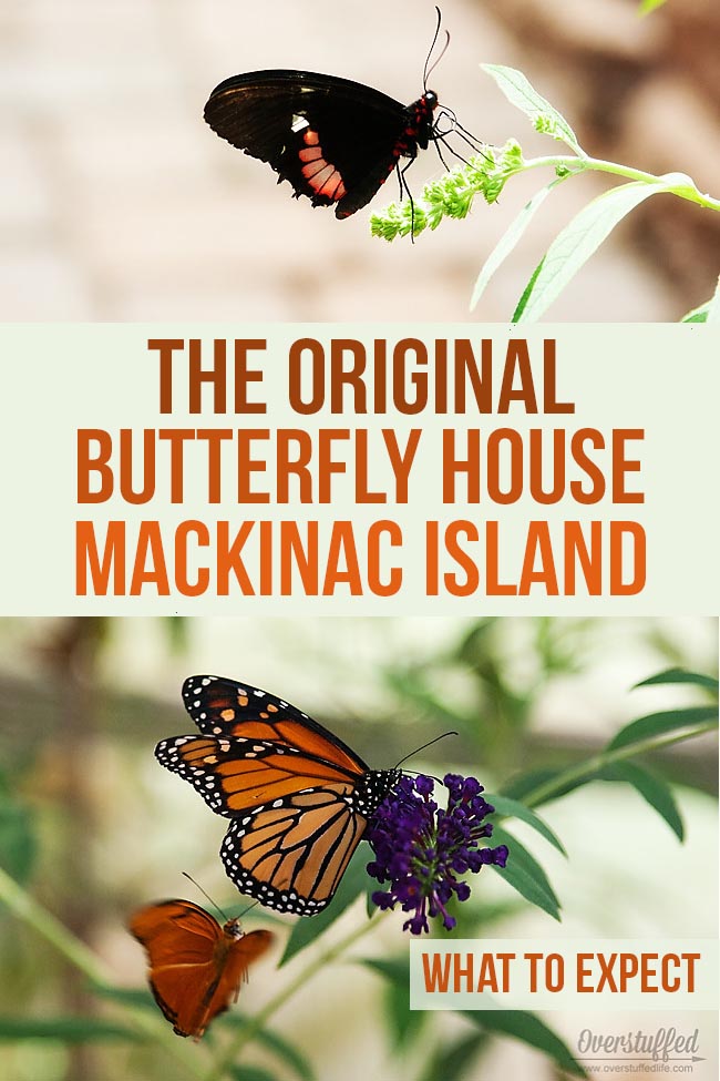 A review of the Original Butterfly House on Mackinac Island. The butterfly house is an affordable fun family activity to do while on the island.