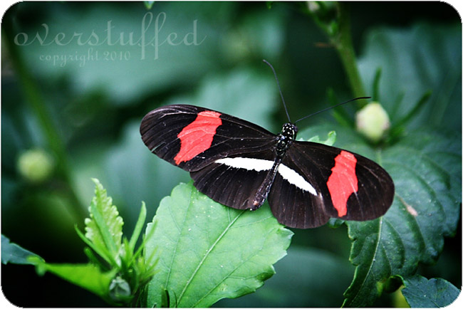 Butterfly House on Mackinac Island