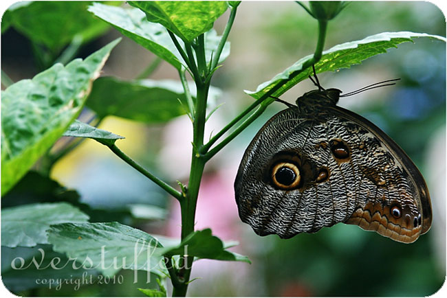 Butterfly House on Mackinac Island