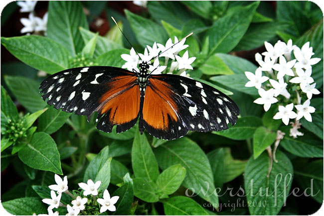 Butterfly House on Mackinac Island