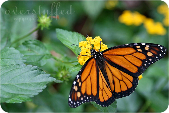 Butterfly House on Mackinac Island