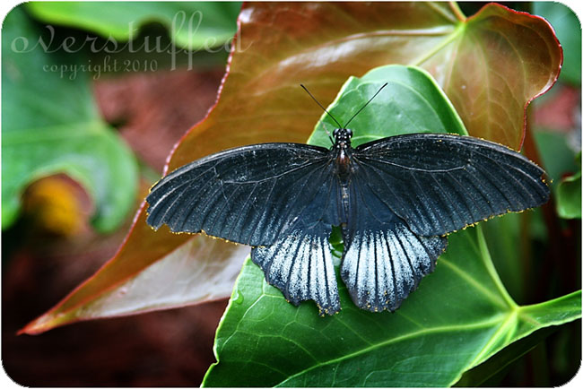 Butterfly House on Mackinac Island