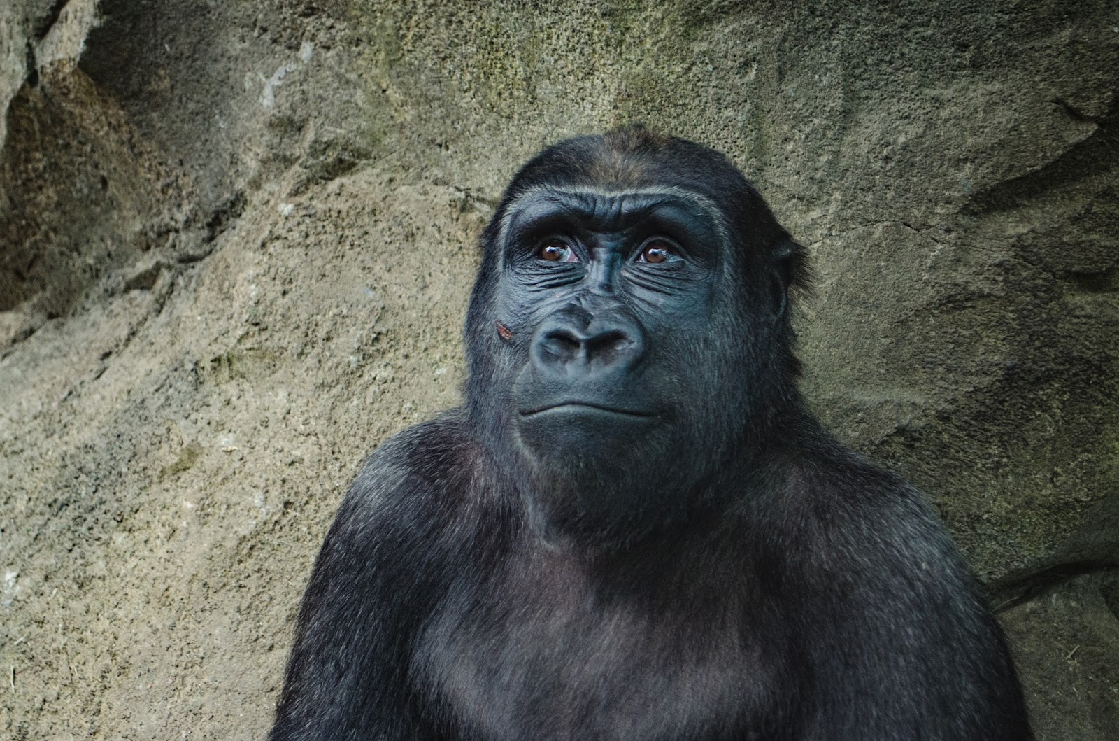 The Death of a Gorilla and the Lesson We Aren’t Learning