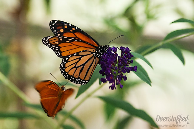 The original butterfly house of Mackinac Island is a popular and inexpensive tourist destination