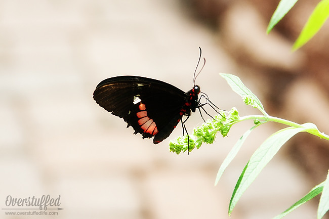 The original butterfly house of Mackinac Island is a popular and inexpensive tourist destination